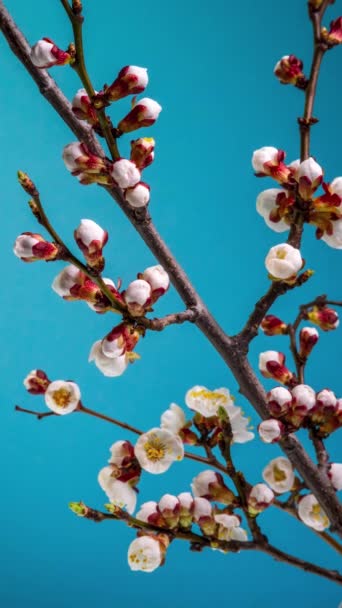 在蓝色的背景上 杏花的白色花瓣绽放的时间流逝 春去春来 枝条上绽放着美丽的花朵 宏观镜头 垂直镜头 — 图库视频影像
