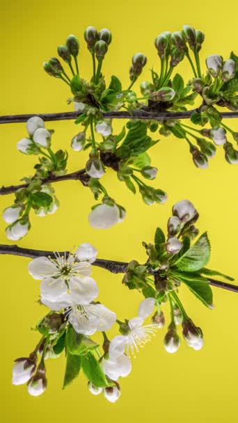 Egy Sárga Hátterű Almavirág Fehér Szirmai Virágzásának Ideje Lejárt Tavaszi — Stock videók