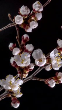 Siyah arka planda kayısı çiçeğinin beyaz taç yapraklarının filizlenmesi. Kayısı ağacının dallarındaki güzel çiçekleri açmanın bahar zamanı geldi. Makro çekim, dikey görüntü.