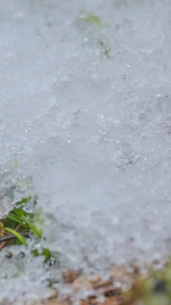 Макро Хронологический Снимок Блестящих Кусочков Тающего Снега Открытой Зеленой Травы — стоковое видео
