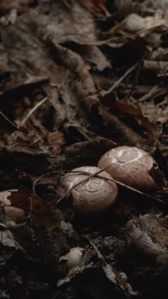 Time Lapse Mushrooms Growing Fresh New Champignon Mushroom Sprout Ground — Vídeo de stock