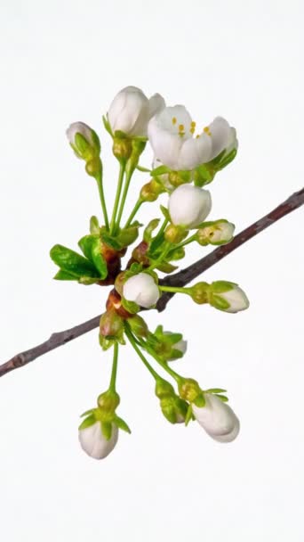Time Lapse Blossoming White Petals Apple Flower White Background Spring — Stock Video