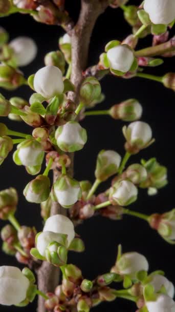 Time Lapse Flowering White Flores Cereja Sobre Fundo Preto Lapso — Vídeo de Stock