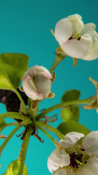 Время Открытия Весенних Цветов Прекрасная Весенняя Яблоня Распускается Белые Цветы — стоковое видео