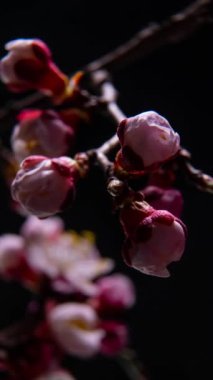 Siyah arka planda kayısı çiçeğinin beyaz taç yapraklarının filizlenmesi. Kayısı ağacının dallarındaki güzel çiçekleri açmanın bahar zamanı geldi. Makro çekim, dikey görüntü.