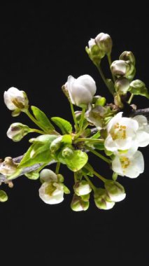 Bahar çiçeklerinin açılma zamanı geldi. Güzel bahar elma ağacı çiçek açar. Beyaz çiçekler siyah arka planda çiçek açar. Makro çekim, dikey görüntü.