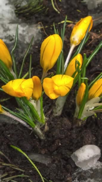 Czas Upływa Topniejący Śnieg Żółty Krokus Kwitną Wiosną Kwiat Makro — Wideo stockowe