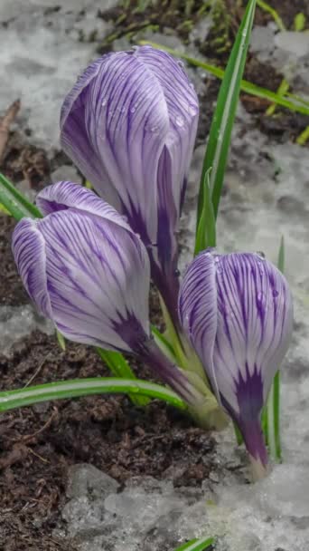 Tempo Lapso Derretendo Neve Crocus Florescer Primavera Macro Shot Imagens — Vídeo de Stock