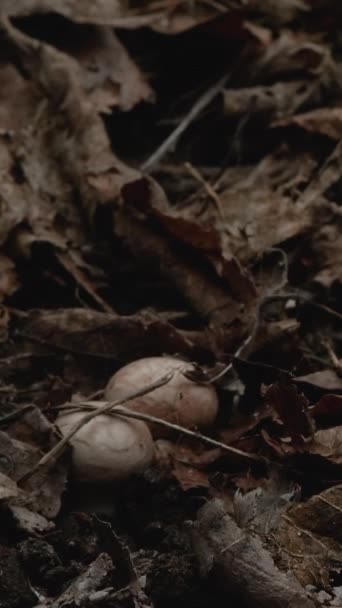 Time Lapse Mushrooms Growing Fresh New Champignon Mushroom Sprout Ground — Vídeo de stock