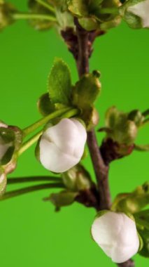 Yeşil arka planda bir elma çiçeğinin beyaz taç yapraklarının filizlenmesinin zaman aşımı. Apple ağacının dallarında güzel çiçekler açmanın bahar zamanı geldi. Makro çekim, dikey görüntü.