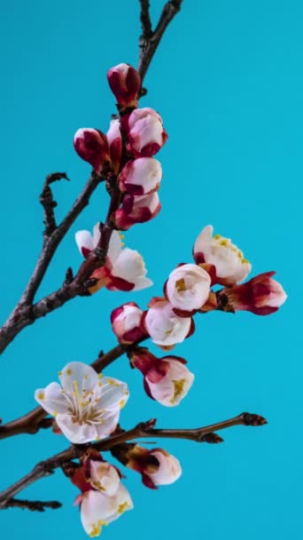 Time Lapse Blossoming White Petals Apricot Flower Blue Background Spring — Stock Video