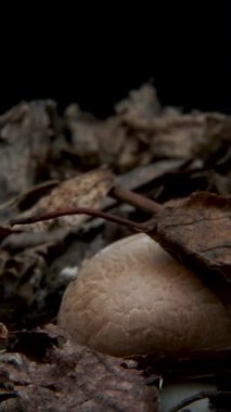 Mantarların yetişmesi, taze yeni şampiyon mantar filizinin topraktan çıkması. Makro çekim, dikey görüntü