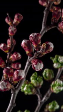 Siyah arka planda kayısı çiçeğinin beyaz taç yapraklarının filizlenmesi. Kayısı ağacının dallarındaki güzel çiçekleri açmanın bahar zamanı geldi. Makro çekim, dikey görüntü.