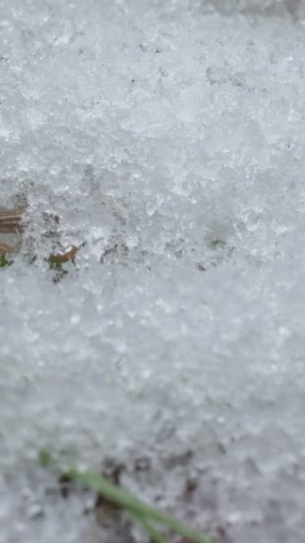 Macro Time Lapse Shot Shiny Particles Melting Snow Open Green — Stock Video