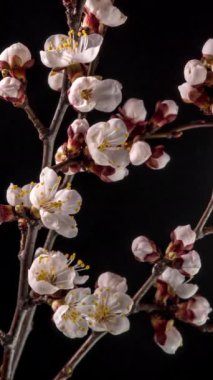 Siyah arka planda kayısı çiçeğinin beyaz taç yapraklarının filizlenmesi. Kayısı ağacının dallarındaki güzel çiçekleri açmanın bahar zamanı geldi. Makro çekim, dikey görüntü.