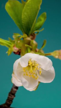 Bahar çiçeklerinin açılma zamanı geldi. Güzel bahar elma ağacı çiçek açar. Mavi arka planda beyaz çiçekler açar. Makro çekim, dikey görüntü.