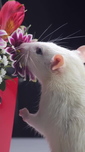 Zbliżenie Biały Szczur Wącha Piękne Kwiaty Pionowe Nagrania — Wideo stockowe