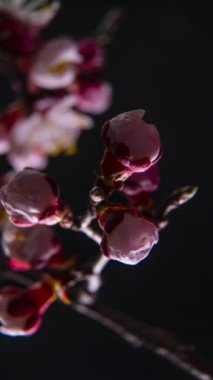 Siyah arka planda kayısı çiçeğinin beyaz taç yapraklarının filizlenmesi. Kayısı ağacının dallarındaki güzel çiçekleri açmanın bahar zamanı geldi. Makro çekim, dikey görüntü.