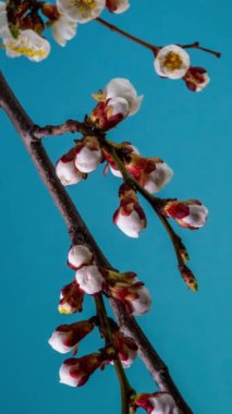 Mavi arka planda kayısı çiçeğinin beyaz taç yapraklarının filizlenmesi. Kayısı ağacının dallarındaki güzel çiçekleri açmanın bahar zamanı geldi. Makro çekim, dikey görüntü.