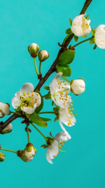 春花绽放的时间流逝 美丽的春天 苹果树绽放 白色的花朵开在蓝色的背景上 宏观镜头 垂直镜头 — 图库视频影像