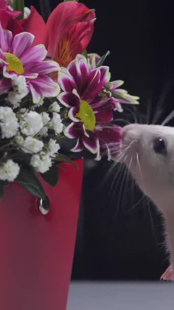 Zbliżenie Biały Szczur Wącha Piękne Kwiaty Pionowe Nagrania — Wideo stockowe