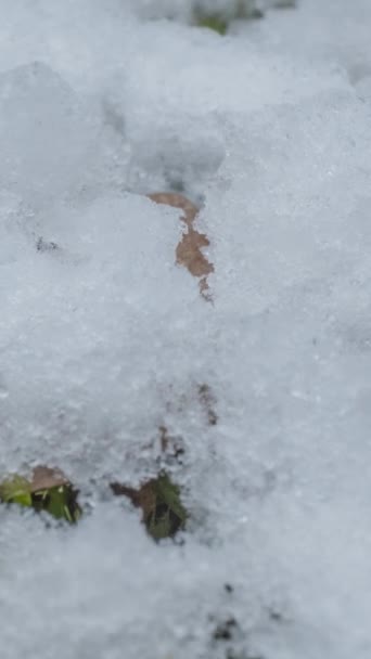 Makro Časoprostorový Záběr Lesklých Částic Tavícího Sněhu Otevřené Zelené Trávy — Stock video