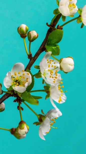 Time Lapse Spring Flowers Opening Beautiful Spring Apple Tree Blossom — Stock Video