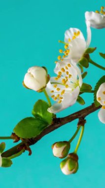 Bahar çiçeklerinin açılma zamanı geldi. Güzel bahar elma ağacı çiçek açar. Mavi arka planda beyaz çiçekler açar. Makro çekim, dikey görüntü.