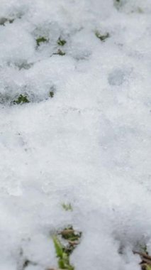 Eriyen karların parlak parçacıkları ve açık yeşil çimen ve yaprakların makro zaman atlamalı görüntüsü kış mevsiminden ilkbahara ormanda dikey görüntüler