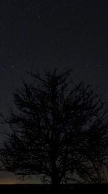 Gece gökyüzünde, kurak bir ağacın üzerinde hareket eden yıldızların sürati. Yıldızlar bir kutup yıldızının etrafında döner. dikey görüntüler