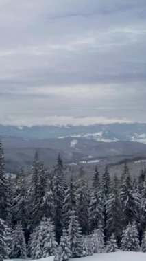 Karla kaplı bir ormanı gösteren sakin bir kış sahnesinin havadan görünüşü. Uzun yeşil ağaçlarla kaplı, uzak dağların arka planına kurulmuş bir orman. Dikey görüntüler