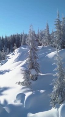 Karla kaplı bir ormanı gösteren sakin bir kış manzarası. Uzun, yeşil ağaçlarla kaplı, uzak dağlar ve açık mavi bir gökyüzü. dikey görüntüler