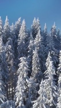 Karla kaplı bir ormanı gösteren sakin bir kış manzarası. Uzun, yeşil ağaçlarla kaplı, uzak dağlar ve açık mavi bir gökyüzü. dikey görüntüler