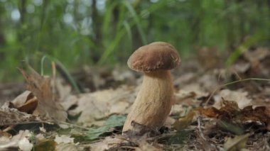 Orman ortamında büyüyen tek bir Boletus mantarının yakından çekimi. Mantar kahverengi ve beyaz ve sağlıklı ve iyi büyüyor gibi görünüyor. Orman zemini dökülen yapraklarla kaplı..