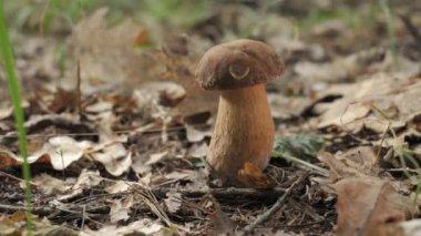 Orman ortamında büyüyen tek bir Boletus mantarının yakından çekimi. Mantar kahverengi ve beyaz ve sağlıklı ve iyi büyüyor gibi görünüyor. Orman zemini dökülen yapraklarla kaplı..