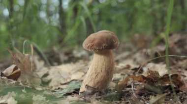 Orman ortamında büyüyen tek bir Boletus mantarının yakından çekimi. Mantar kahverengi ve beyaz ve sağlıklı ve iyi büyüyor gibi görünüyor. Orman zemini dökülen yapraklarla kaplı..