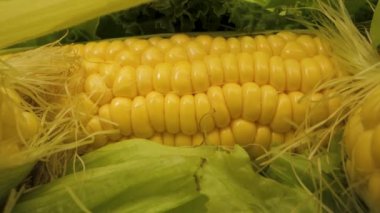 Koçandaki taze sarı mısırın yakın plan görüntüsü. Mısır yeşil marul yaprakları ile çevrilidir, görüntüye canlı ve renkli bir görünüm verir. Mısır taneleri dolgun ve sulu..