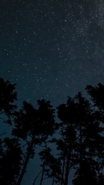 Gece gökyüzündeki bir ormanın üzerinde hareket eden yıldızların zamanaşımı. Yıldızlı gece geçmişi. Destansı video, dikey görüntü