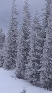 Karla kaplı bir ormanı gösteren sakin bir kış sahnesinin havadan görünüşü. Uzun yeşil ağaçlarla kaplı, uzak dağların arka planına kurulmuş bir orman. Dikey görüntüler