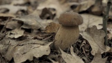 Bu video, ormanda yetişen bir porcini mantarının yakın çekimini gösteriyor. Mantar beyaz saplı kahverengi ve düşmüş yapraklarla çevrilidir..