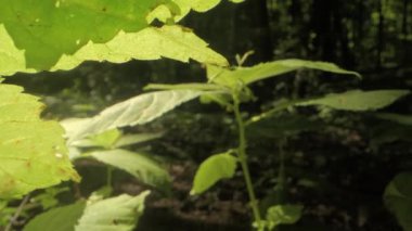 Güneşli bir günde ormandaki bitkilerin üzerinde yeşil yaprakların yakın çekim görüntüsü büyür..