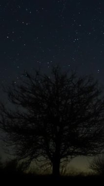 Gece gökyüzünde, kurak bir ağacın üzerinde hareket eden yıldızların sürati. Yıldızlar bir kutup yıldızının etrafında döner. dikey görüntüler