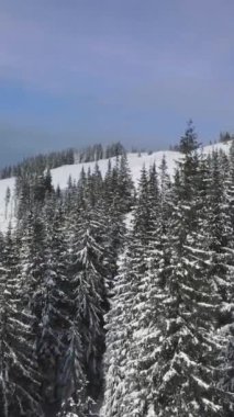 Şafak vakti karla kaplı bir ormanın ve dağlık arazinin nefes kesici manzarası dingin ve soğuk kış güzelliğini gözler önüne seriyor. dikey görüntüler