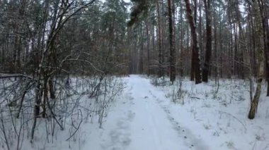 Karla kaplı bir orman sahnesinde yavaşça yürürken. Yürüyen hareketlerle kış ormanı manzarası. POV görüntüleri.