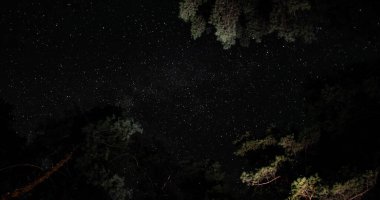 Gece gökyüzündeki yıldızlar ağaç siluetlerinin üzerinde