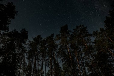 Açık bir gece, yoğun bir ormanın üzerinde parıldayan yıldızların çarpıcı bir görüntüsünü gözler önüne serer. Uzun ağaçlar kozmik arkaplana karşı görkemli bir şekilde yükselir ve dingin bir atmosfer yaratır..