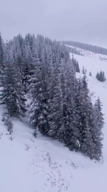 Bir kar örtüsü zemini kaplar ve sakin kış manzarasında uzun çam ağaçları, arka planda hafif görünen dağlar. Sahne sakinlik ve güzellik saçıyor..