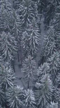 Uzun yeşil ağaçlar taze karla kaplanarak sakin bir kış manzarası oluştururlar. Yumuşak beyaz kar, açık bir gökyüzünün altındaki ağaçların koyu yeşiliyle çelişiyor. dikey video