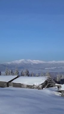 Karla kaplı dağların ve parlak mavi gökyüzünün altında yükselen yemyeşil ağaçların bulunduğu nefes kesici bir kış manzarasının üzerinde uçuyor. dikey görüntüler