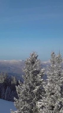 Uzun, karla kaplı ağaçlar çarpıcı bir kış arkaplanına karşı dimdik ayakta duruyor. Sakin mavi gökyüzü, huzurlu kış manzarasını güzelleştirir..